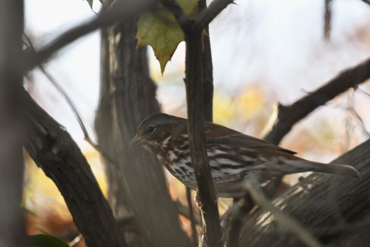 ゴマフスズメ - ML644493403