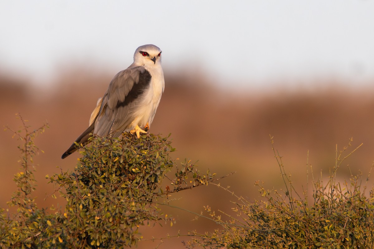 Дымчатый коршун - ML644493405