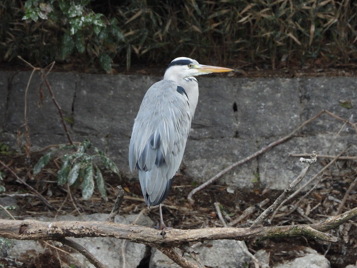 Gray Heron - ML644493409