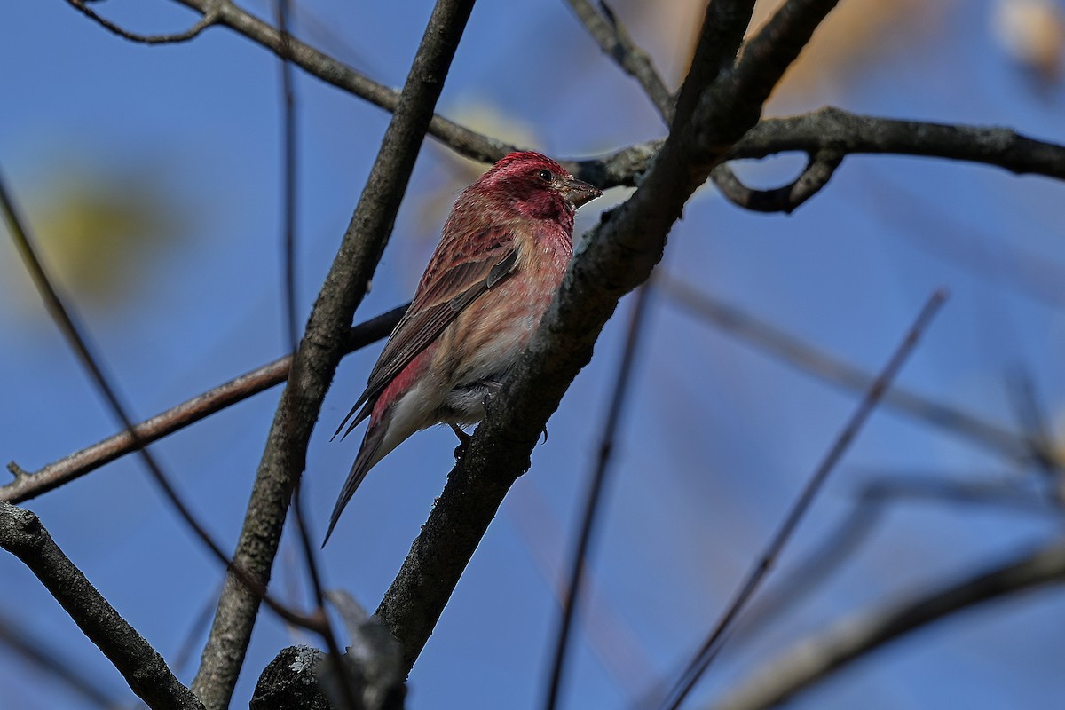 Roselin pourpré - ML644493411