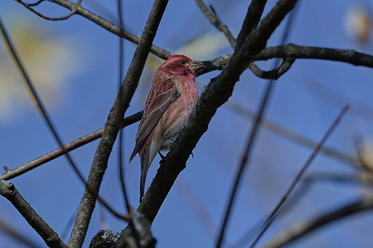 Roselin pourpré - ML644493412