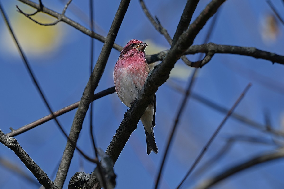 Roselin pourpré - ML644493413