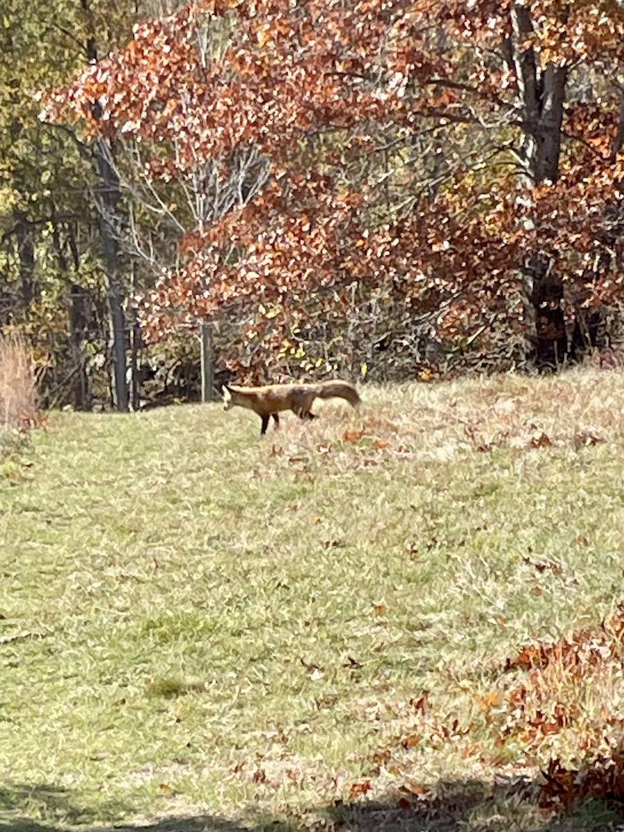 Animals - ML644493416