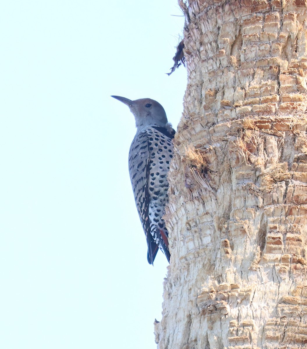 Northern Flicker (Red-shafted) - ML644493417