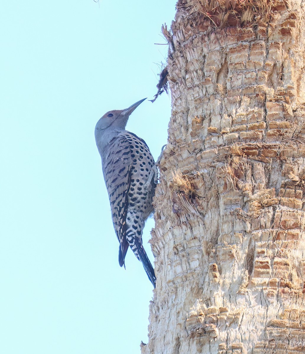 Northern Flicker (Red-shafted) - ML644493419