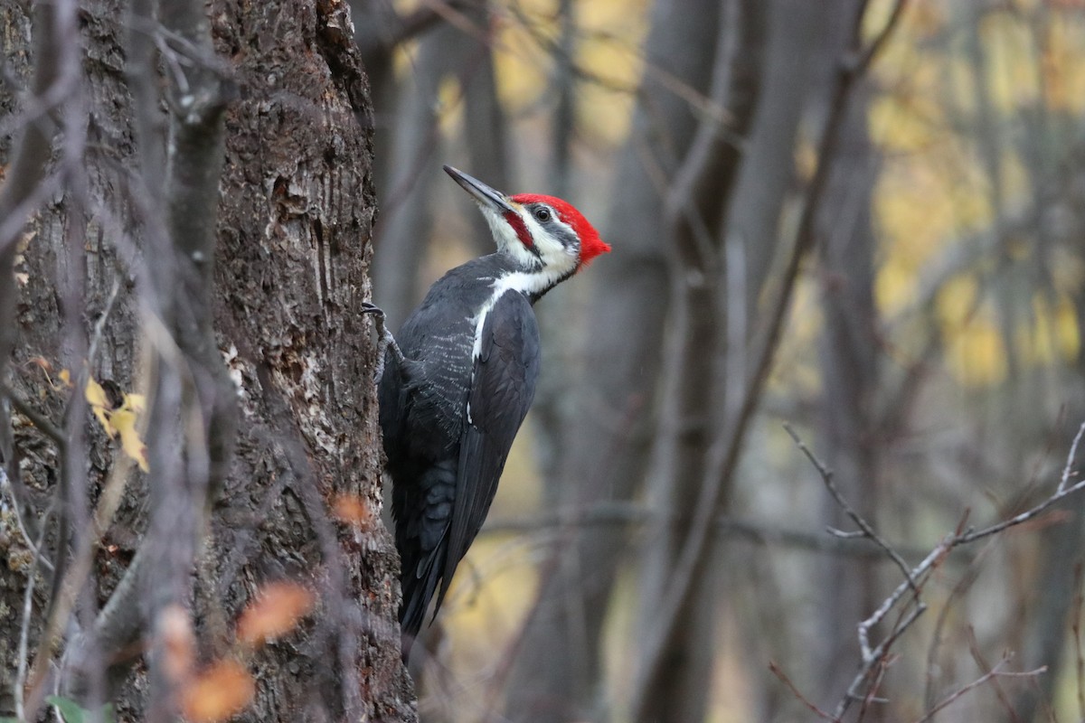 Pileated Woodpecker - ML644493423