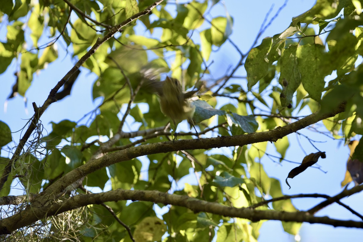 Western Flycatcher (Pacific-slope) - ML644493425