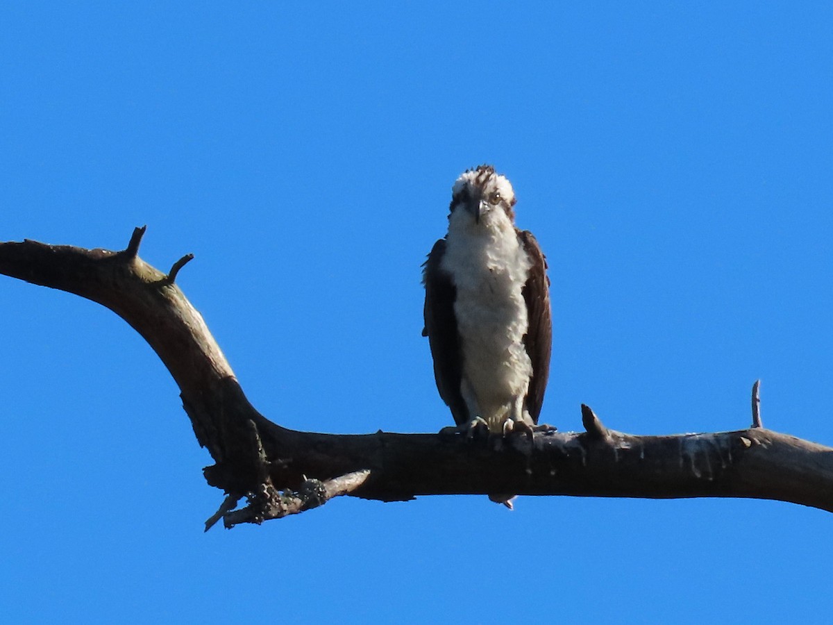 ミサゴ - ML644493426