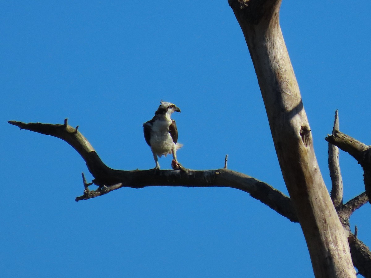 ミサゴ - ML644493427