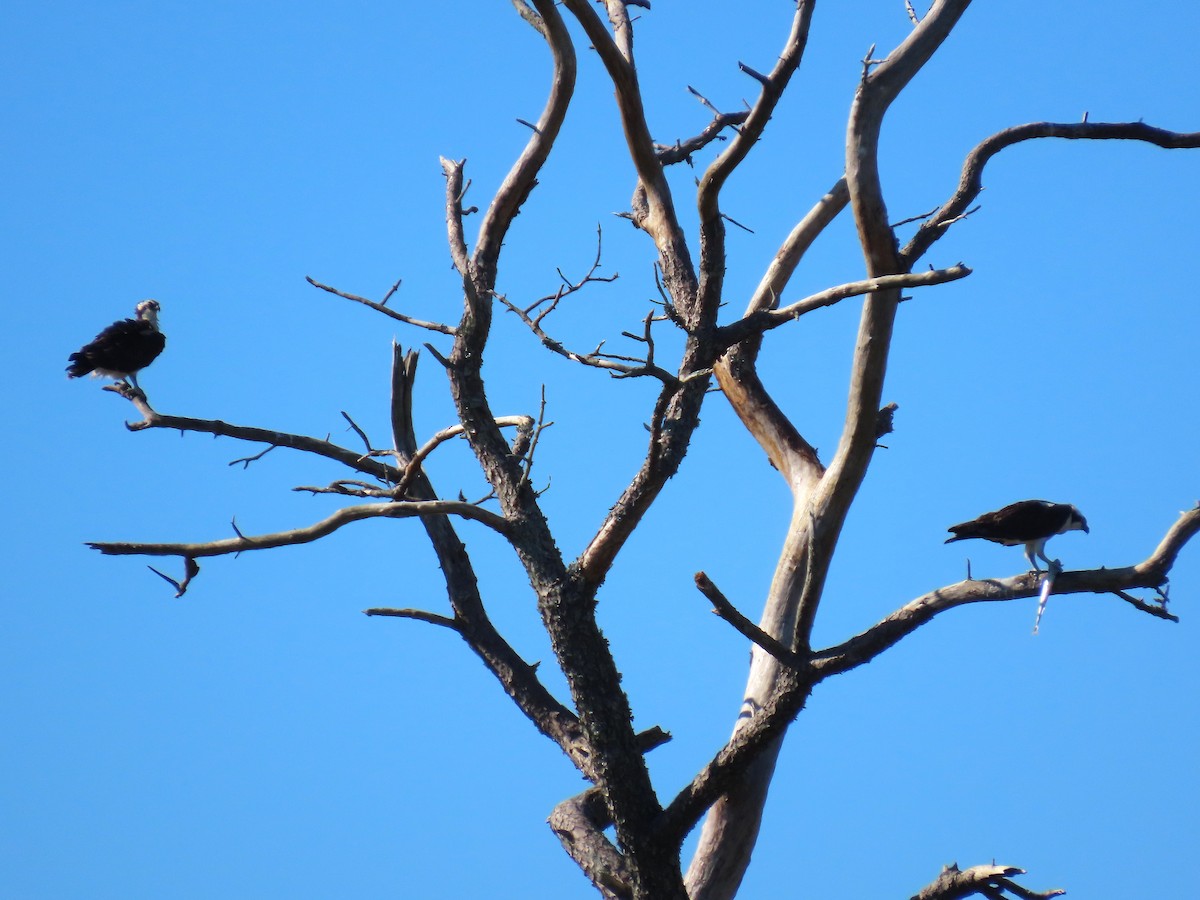 ミサゴ - ML644493428