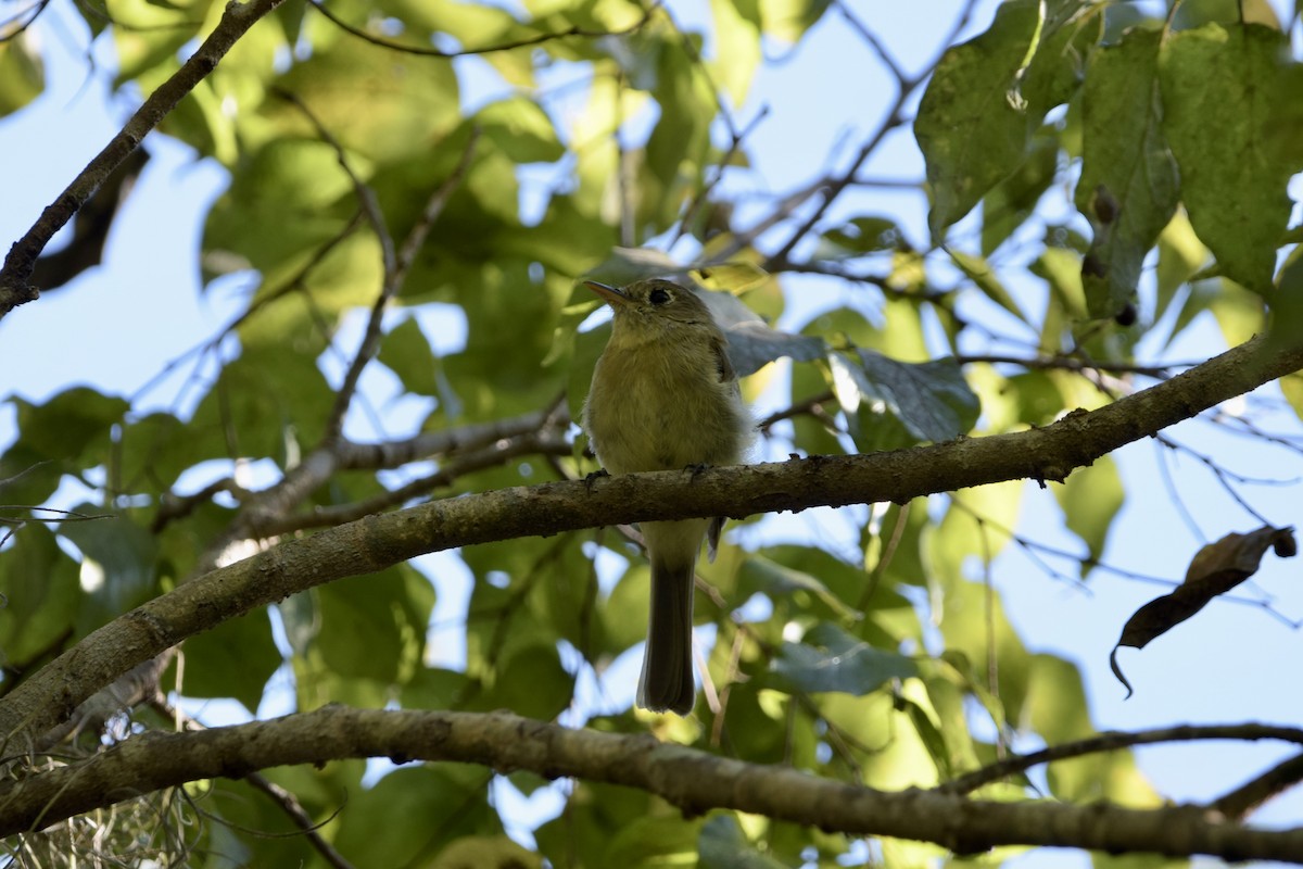 Western Flycatcher (Pacific-slope) - ML644493430
