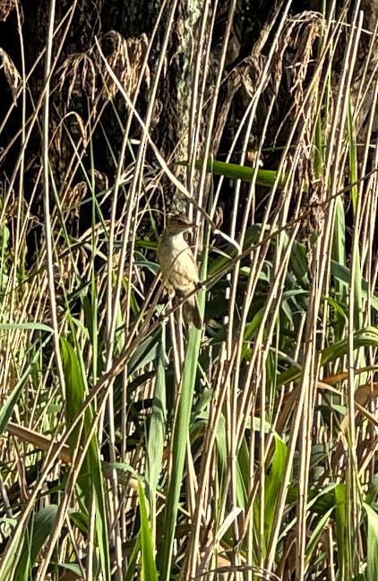 Australian Reed Warbler - ML644493431
