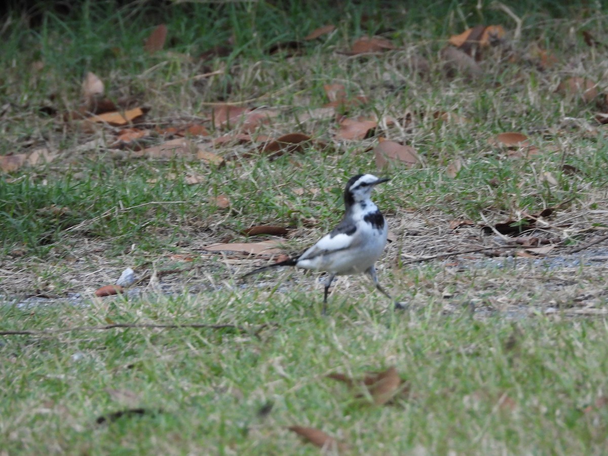 White Wagtail - ML644493432