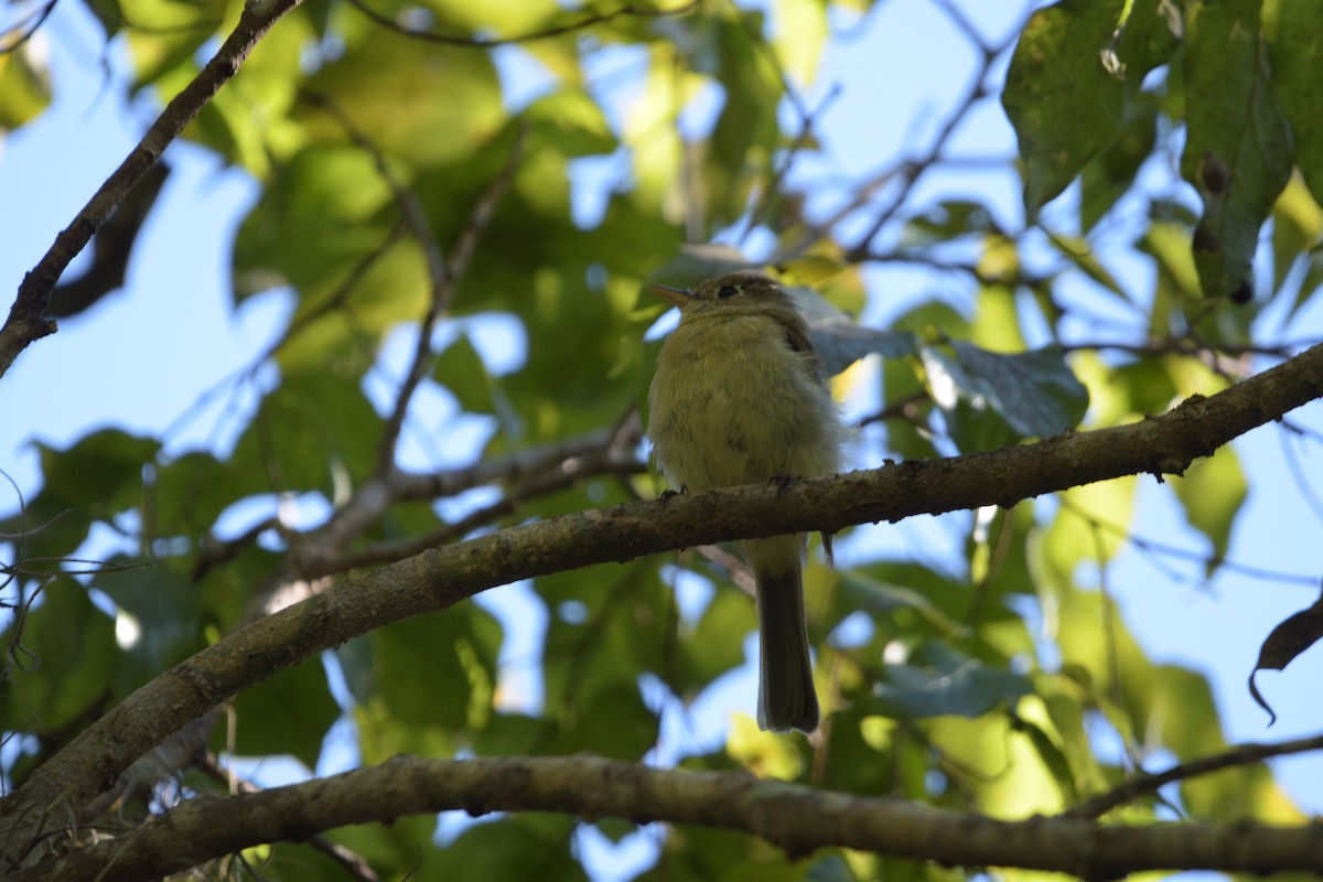 Western Flycatcher (Pacific-slope) - ML644493442