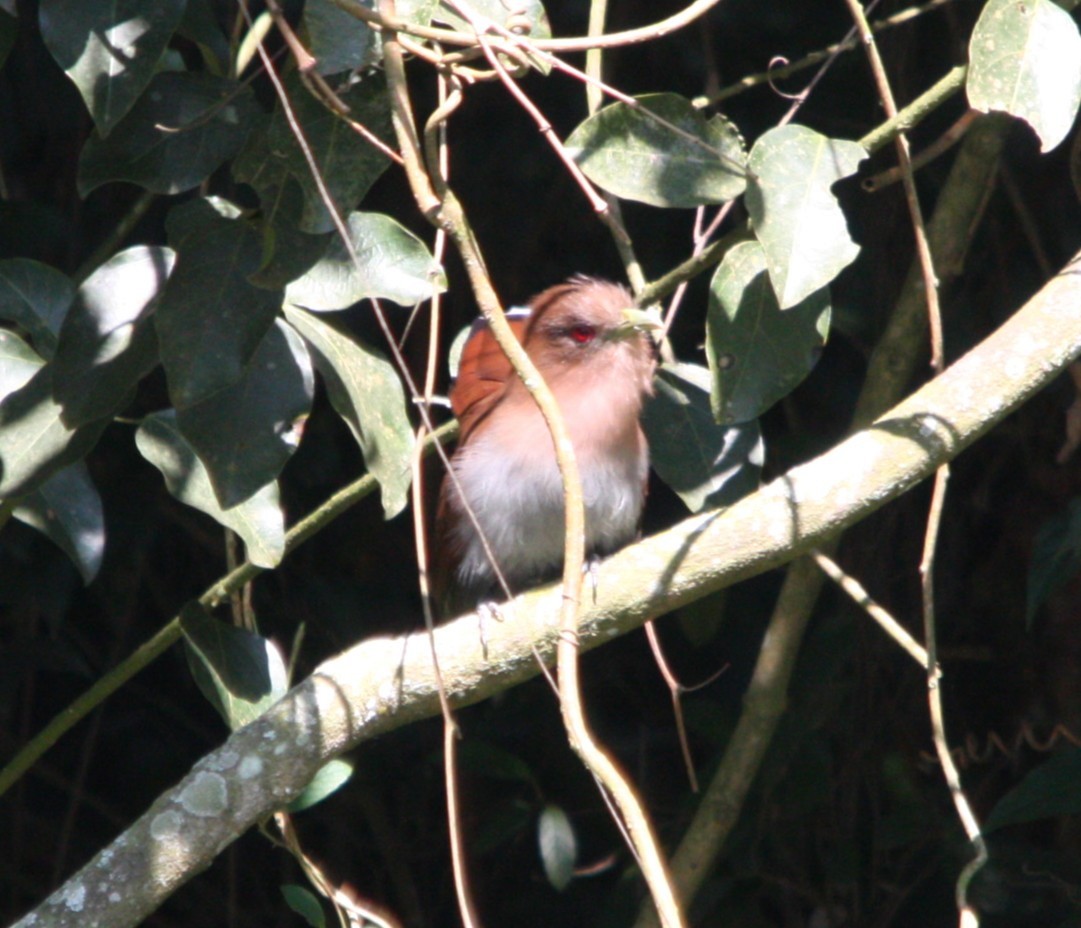 Piaye écureuil - ML644493443