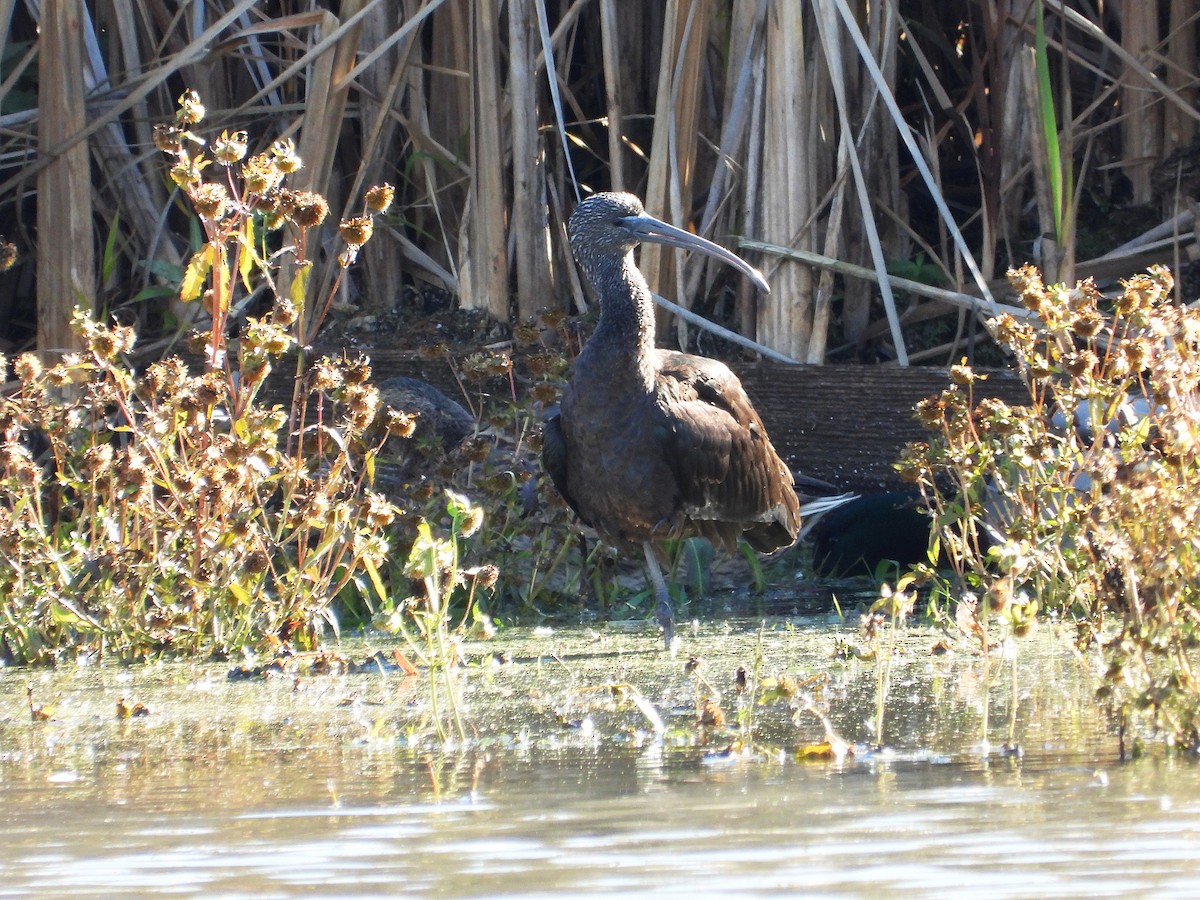 Glossy Ibis - Mourad Jabra