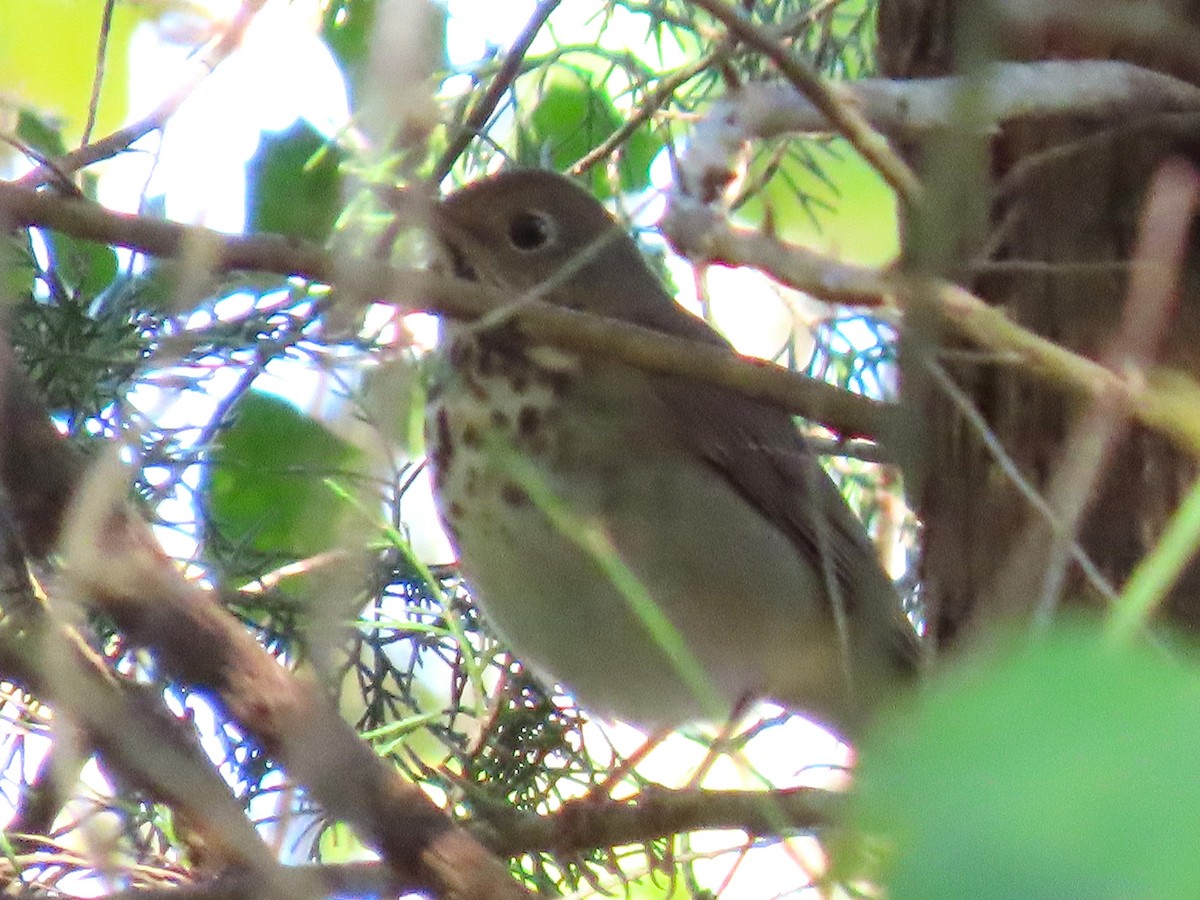 Hermit Thrush - ML644493448