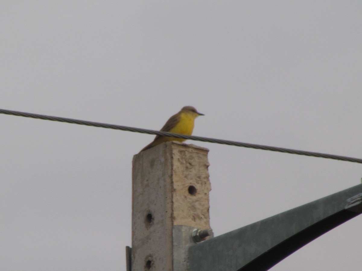 Tyran querelleur - ML644493449