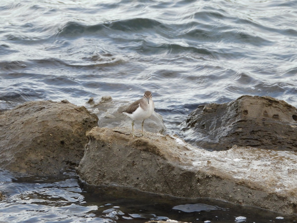 Хайргын хөгчүү - ML644493450