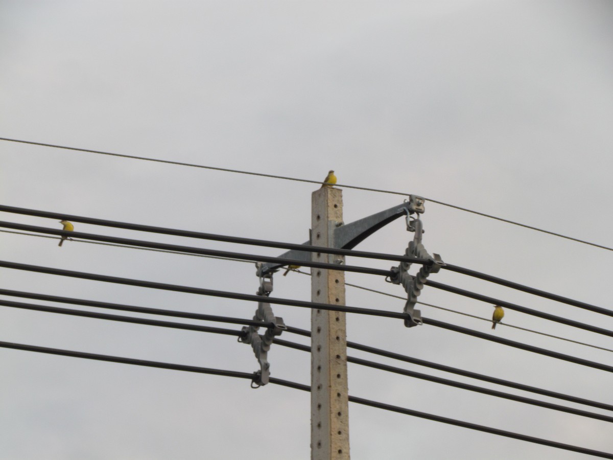 Tyran querelleur - ML644493452