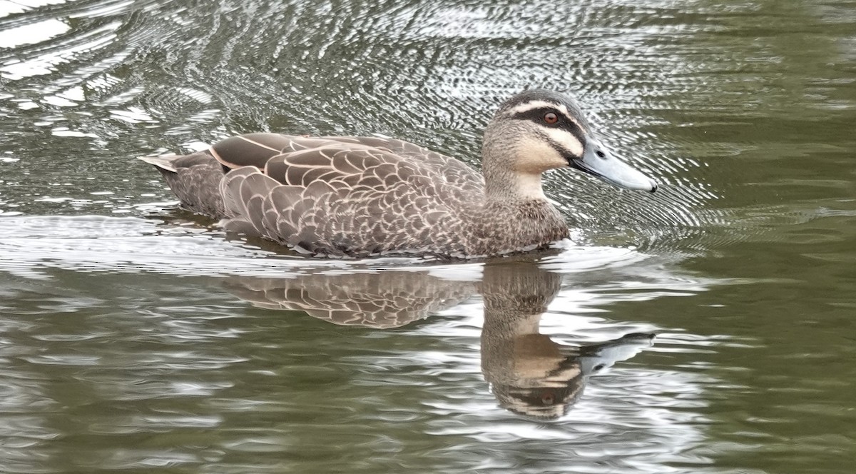 マミジロカルガモ - ML644493467