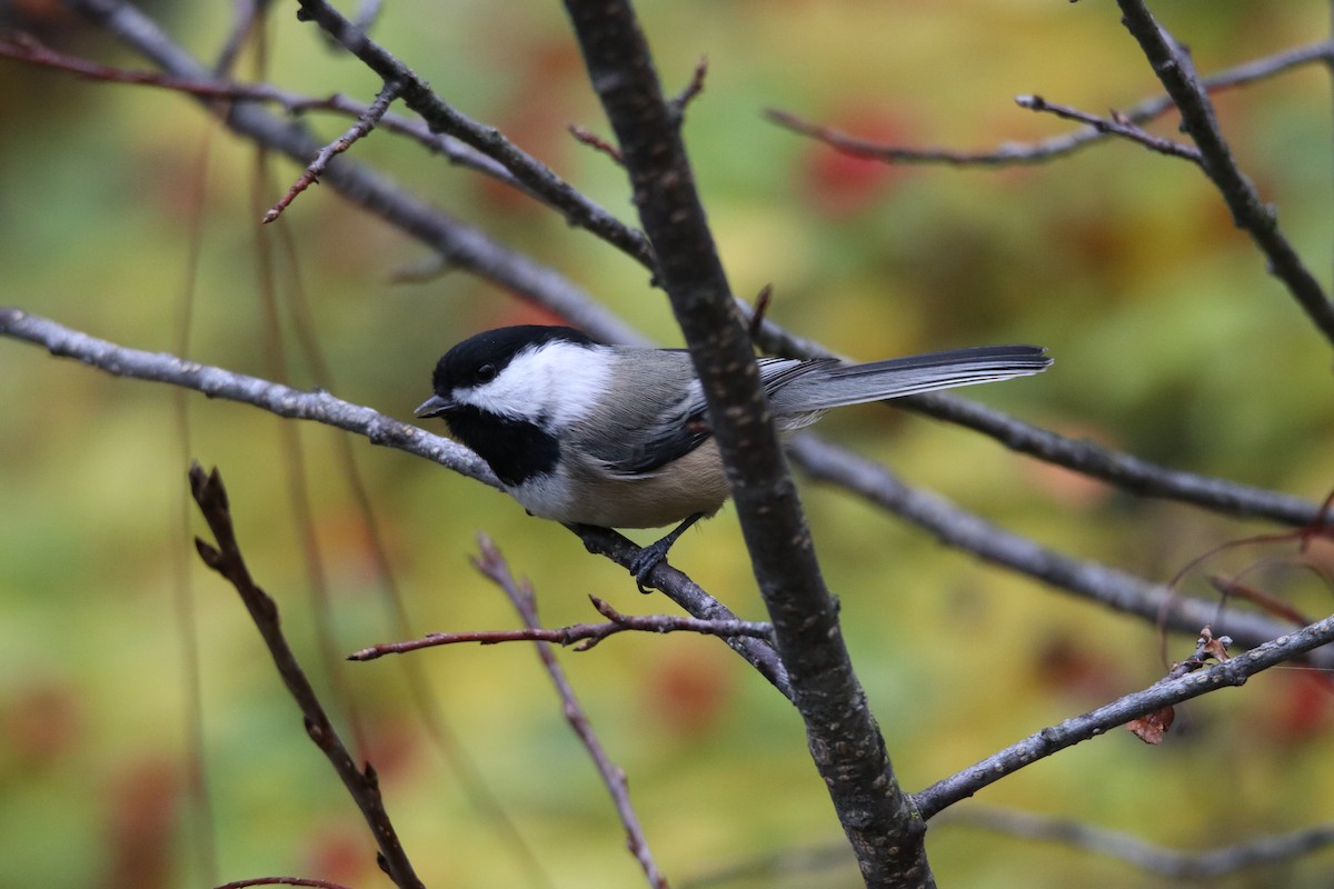 Black-capped Chickadee - ML644493470