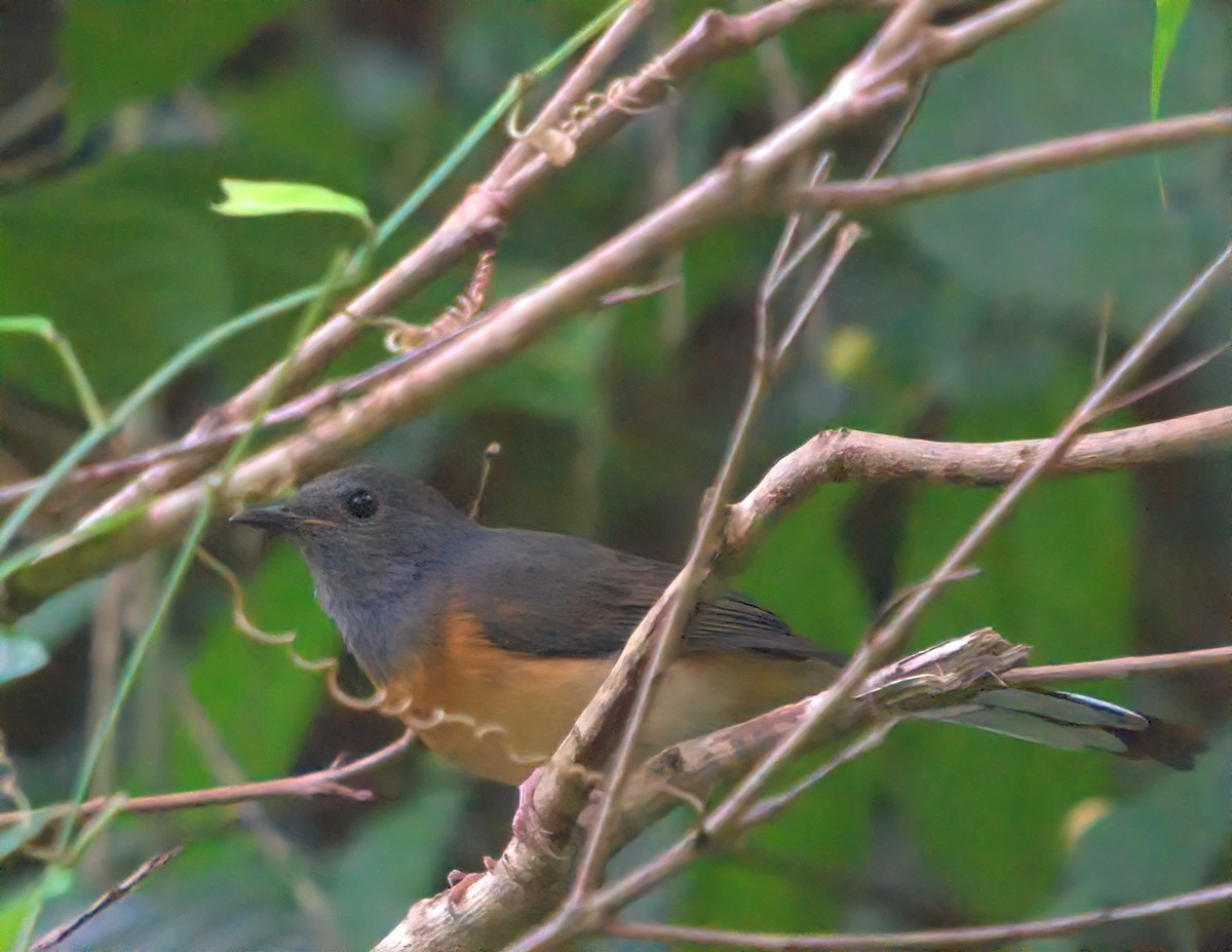 White-rumped Shama - ML644493473