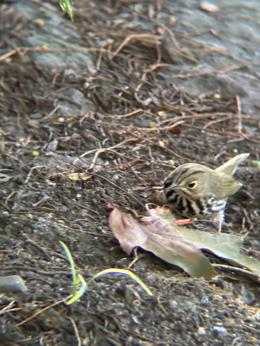 Ovenbird - ML644493475