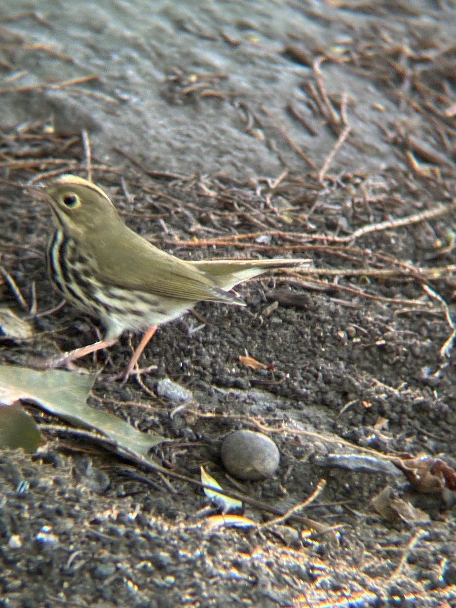 Ovenbird - ML644493476