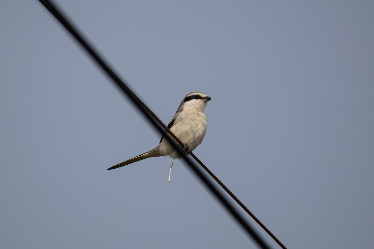 Chinese Gray Shrike - ML644493477