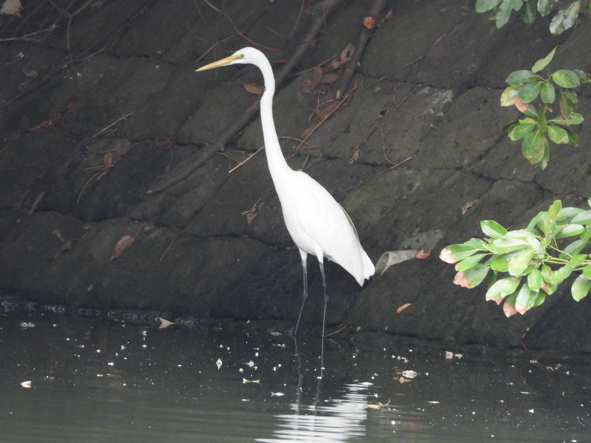 Great Egret - ML644493484