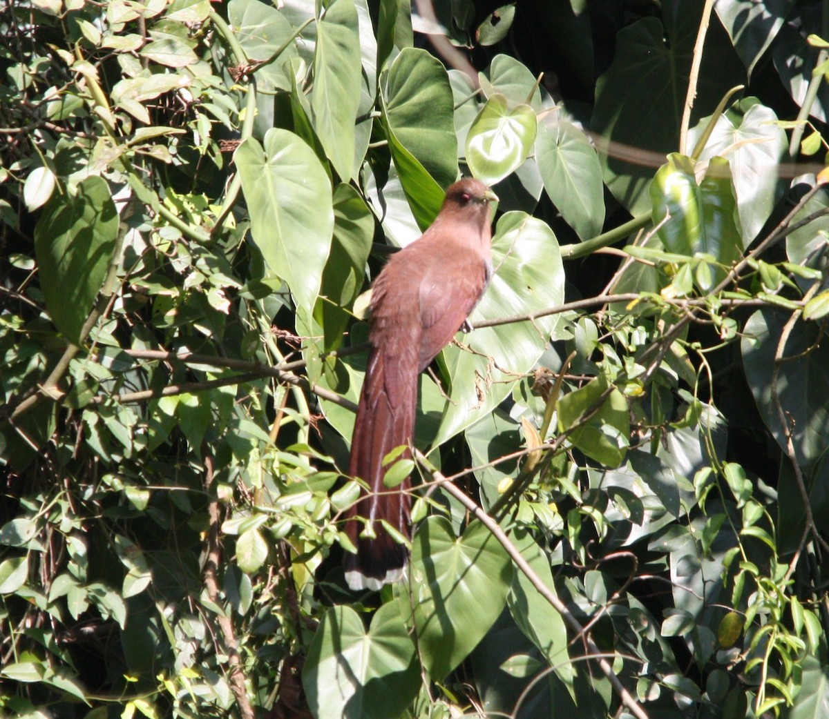 Piaye écureuil - ML644493494