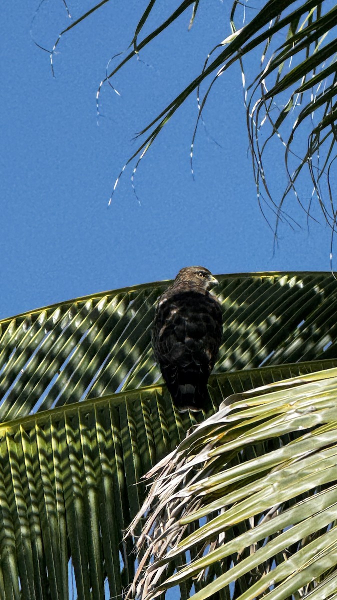 Busardo Aliancho - ML644493495