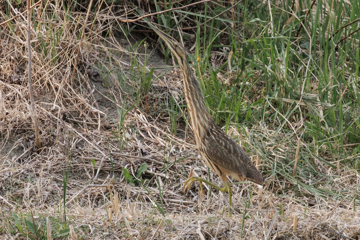 Butor d'Amérique - ML644493500