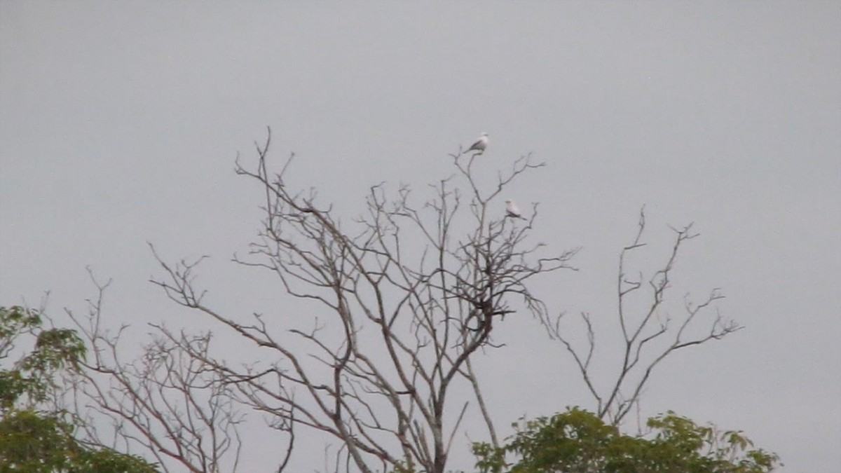 Pépoaza irupéro - ML644493501