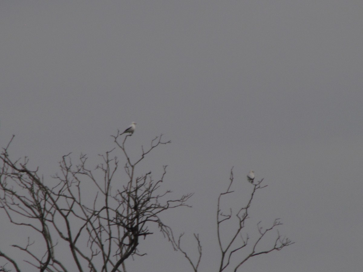 Pépoaza irupéro - ML644493502