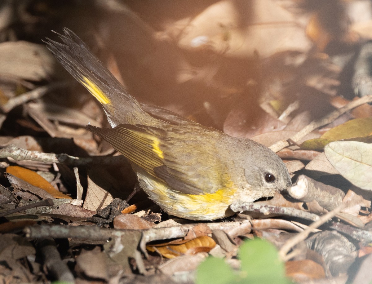 Paruline flamboyante - ML644493503