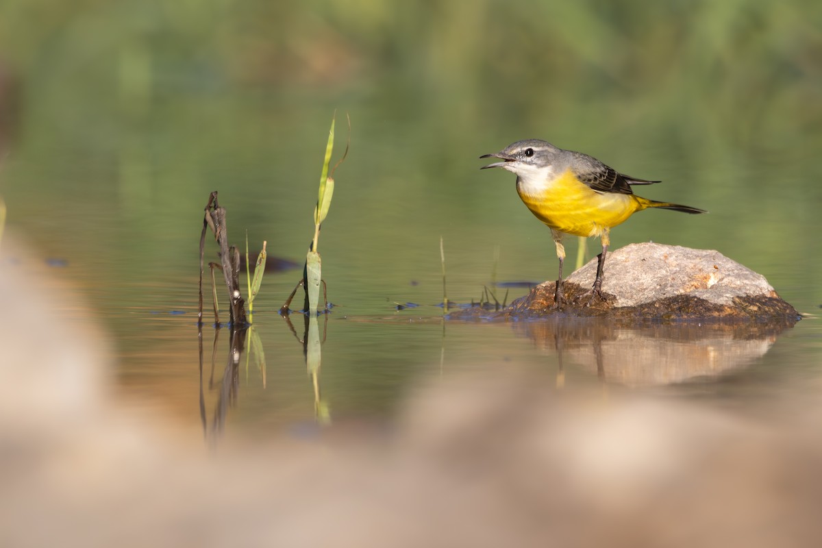 Горная трясогузка - ML644493504