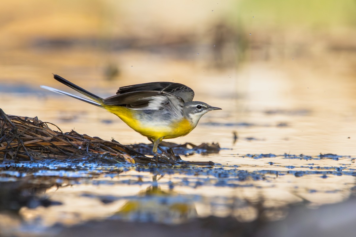 Горная трясогузка - ML644493505