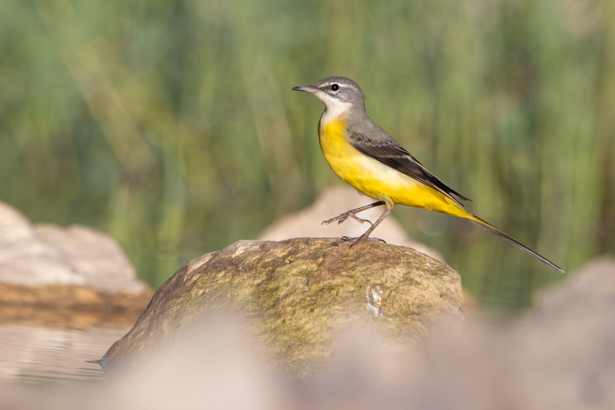 Горная трясогузка - ML644493506