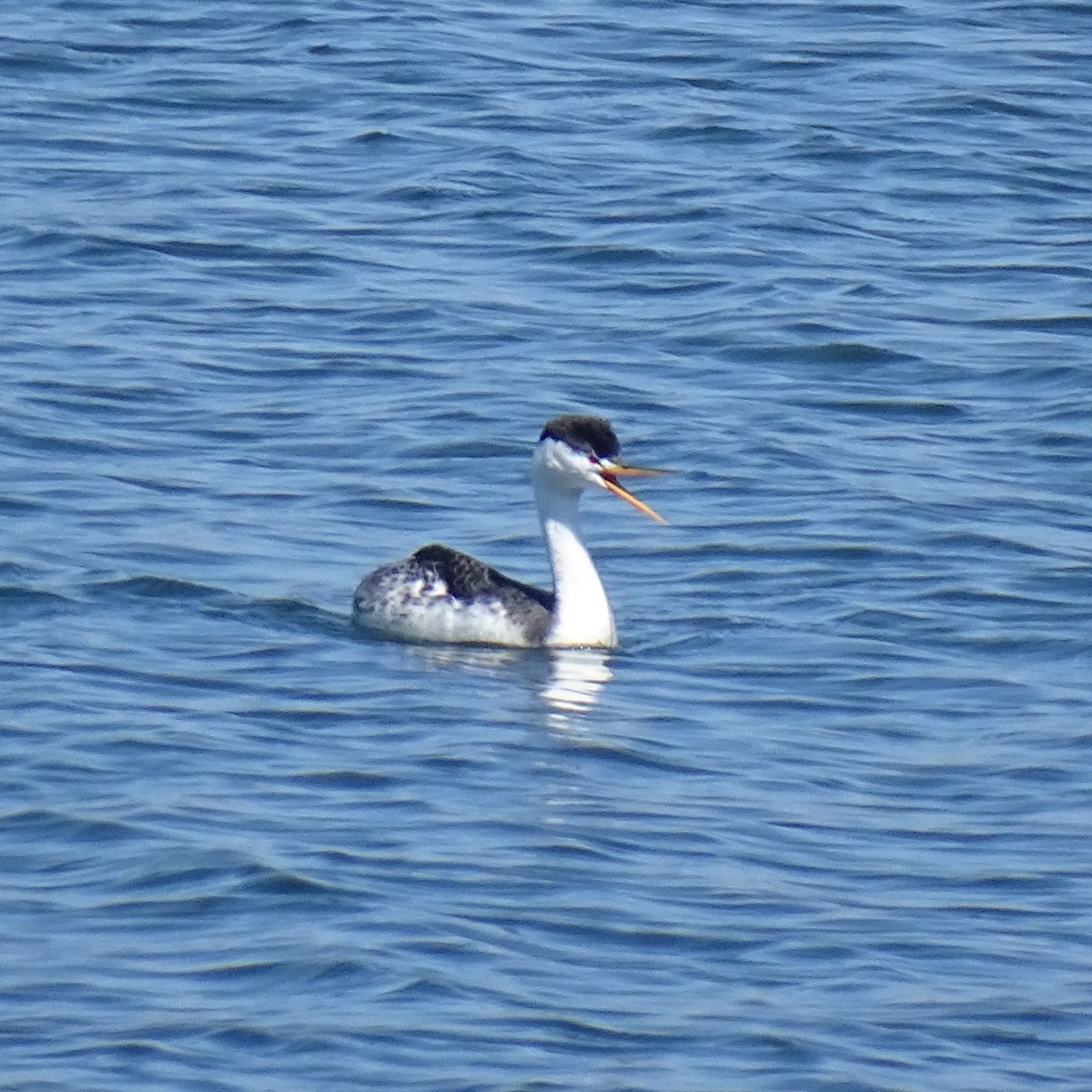 クラークカイツブリ - ML644493509