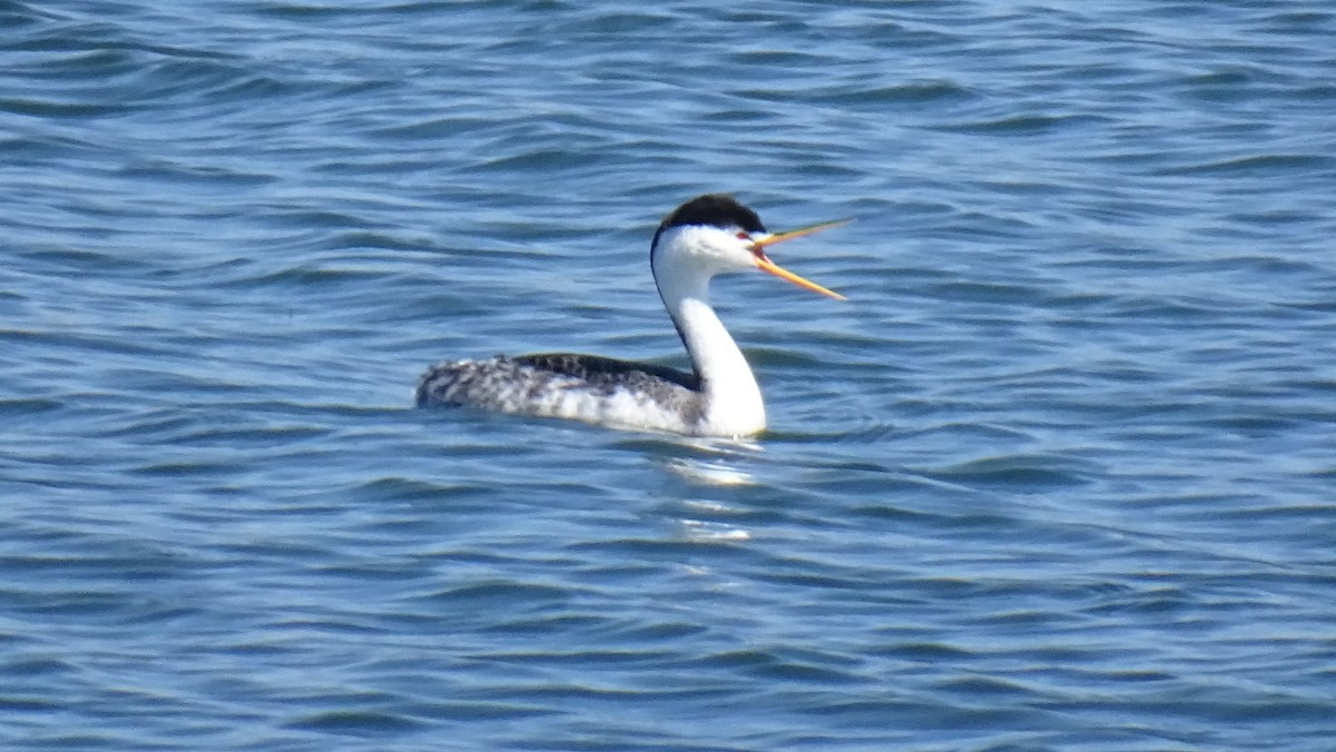 クラークカイツブリ - ML644493510