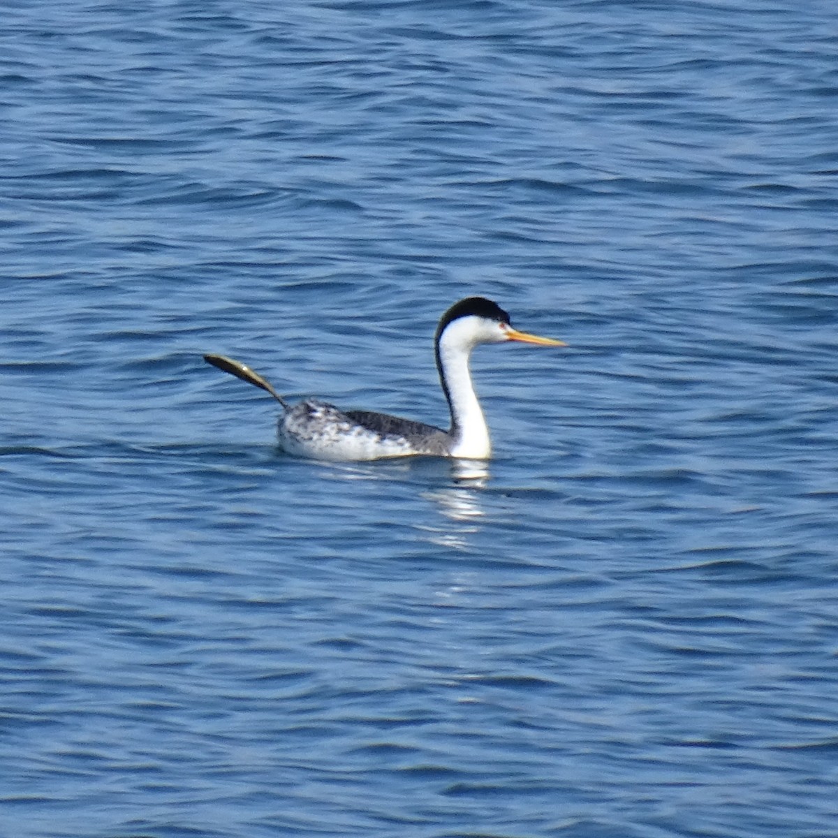 クラークカイツブリ - ML644493511