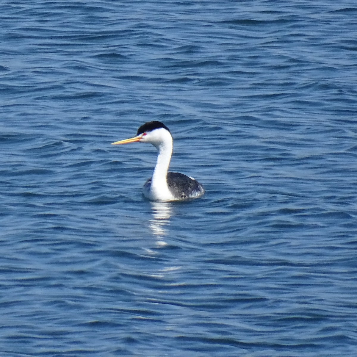 クラークカイツブリ - ML644493512