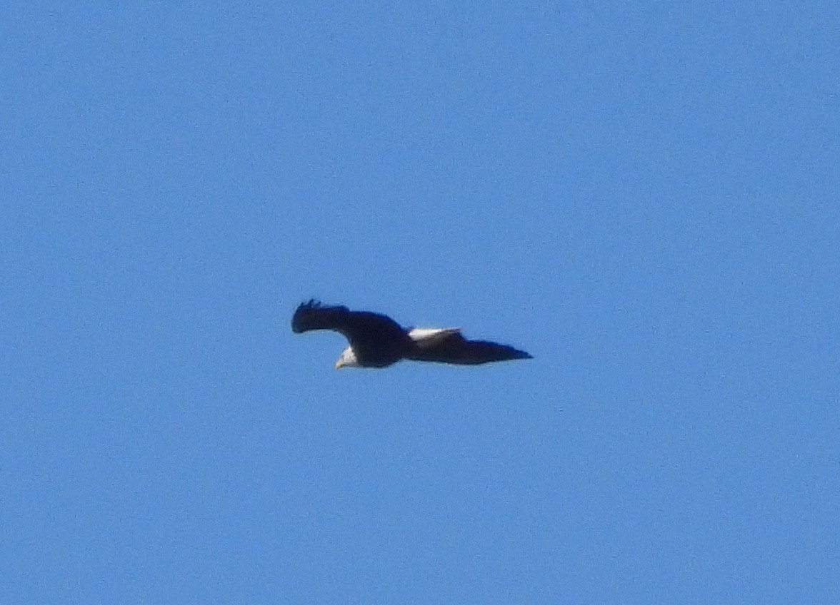 Bald Eagle - ML644493514