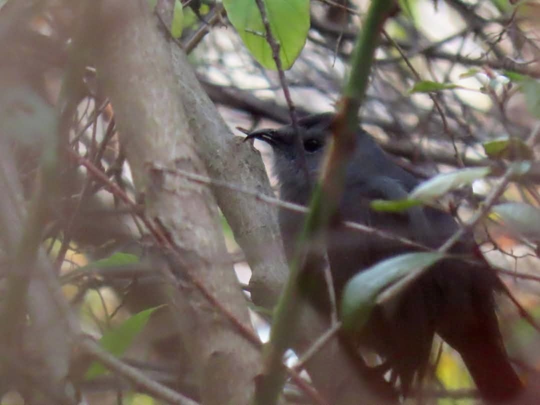 Gray Catbird - ML644493515