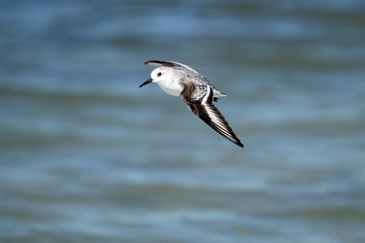 Гурвалж элсэг - ML644493516