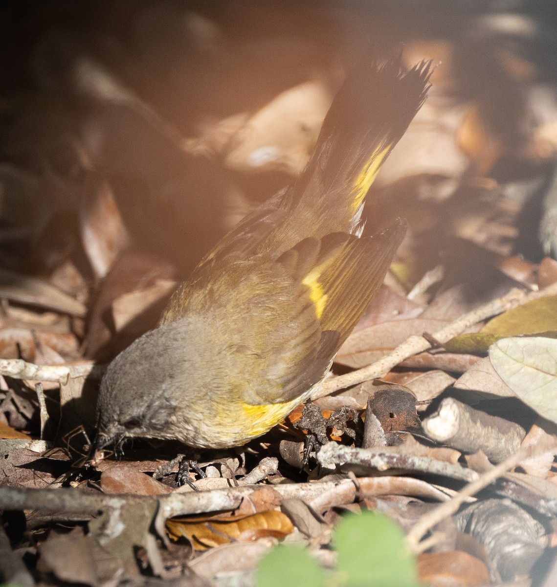 Paruline flamboyante - ML644493517