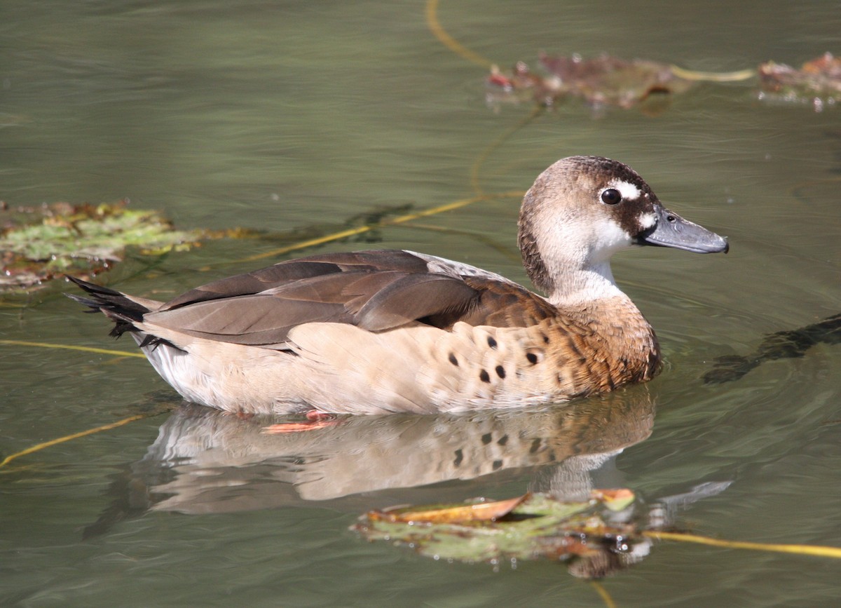 Canard amazonette - ML644493520