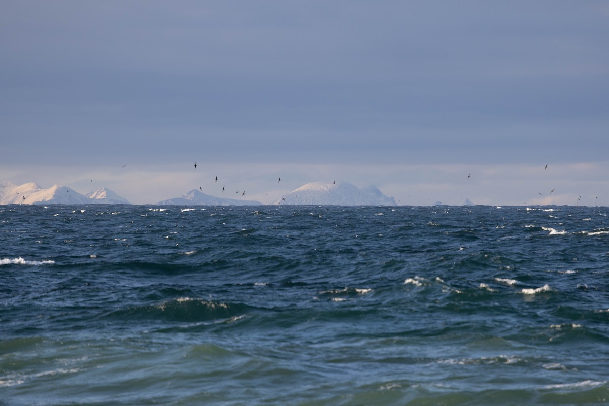 Gabai tasmaniarra - ML644493524